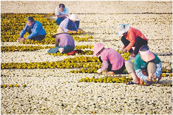 2023年，新會陳皮全產(chǎn)業(yè)鏈總產(chǎn)值達230億元。