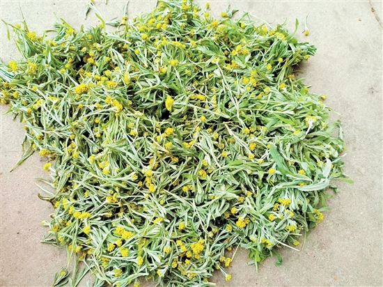 子鼠——鼠曲草 子鼠——鼠曲草