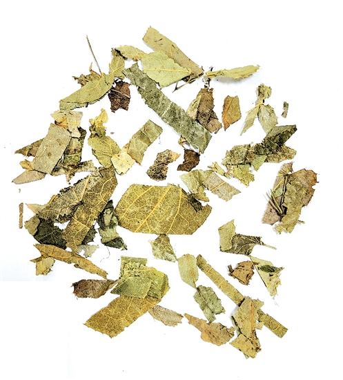 未羊——淫羊藿 未羊——淫羊藿