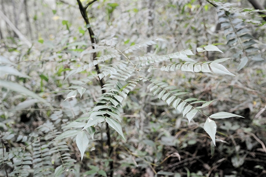 申猴——猴耳環(huán) 申猴——猴耳環(huán)