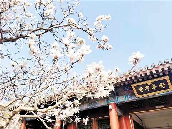 春天，北京頤和園的白玉蘭盛放，尋芳賞春正當(dāng)時。