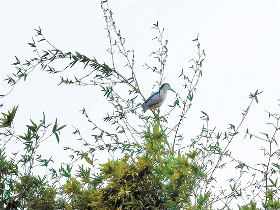 小鳥佇立枝頭。