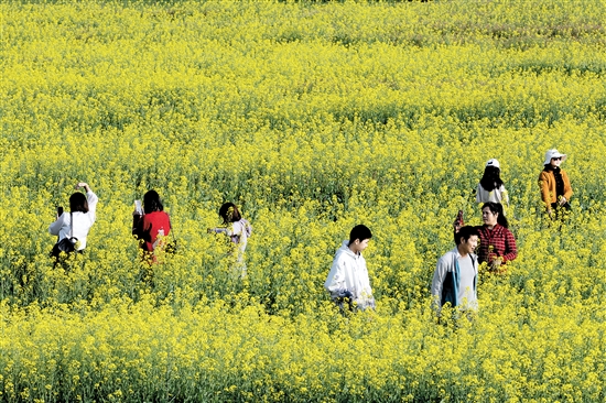 都市農(nóng)業(yè)生態(tài)園一年四季都游人如織。