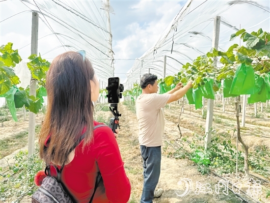 專業(yè)主播手持手機在農(nóng)場直播帶貨。