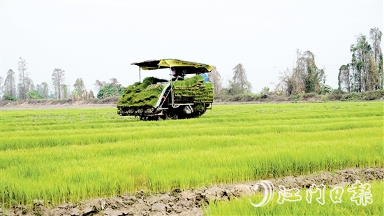 插秧機(jī)在農(nóng)田來(lái)回穿梭，運(yùn)送秧苗。