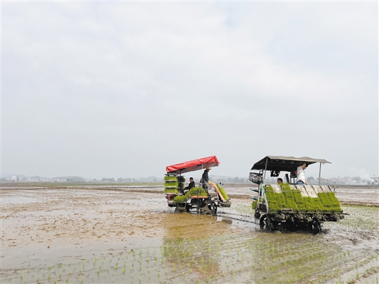 插秧機(jī)在田間穿梭作業(yè)，提高了插秧的效率。