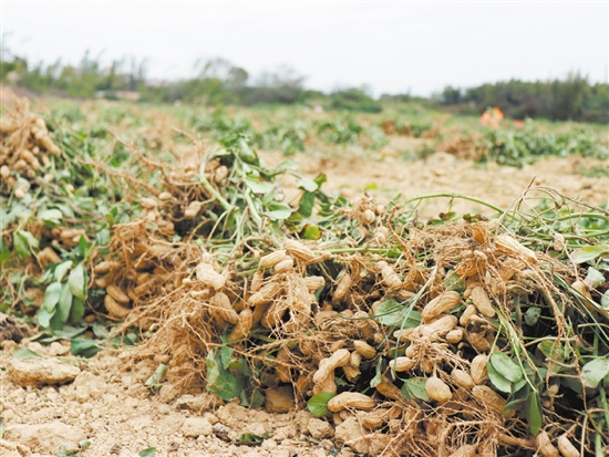 鶴城鎮(zhèn)南中村去年種下的花生迎來(lái)了收獲。