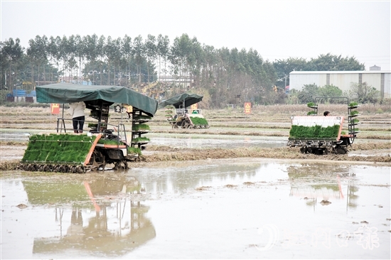 恩平市全力組織開展春耕生產(chǎn)，田間地頭一派熱火朝天的景象。
