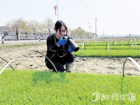 尹曉婷到田里查看秧苗成長情況。