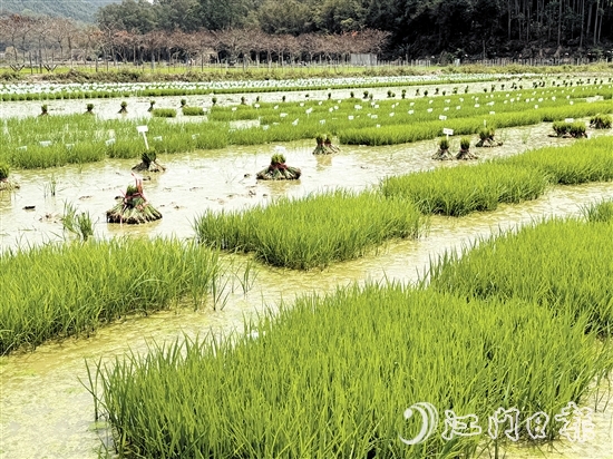 在陽光的照耀下，育苗水田上的稻苗煥發(fā)出勃勃生機。