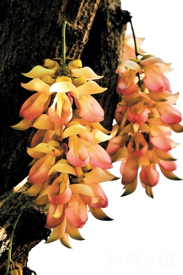 粉色禾雀花是大雁山風(fēng)景區(qū)特有的野生品種。