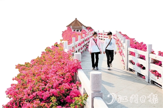 走進(jìn)沙坪街道北湖公園，在九曲橋兩側(cè)，怒放的三角梅形成一條“水上花廊”。