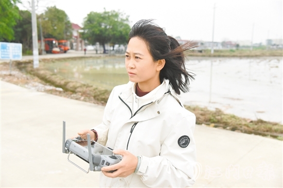 李坤蘭在田埂邊操作植保無人機(jī)。