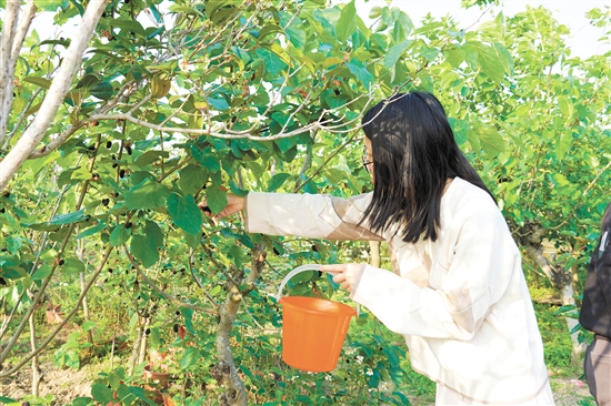 游客在采摘桑葚。