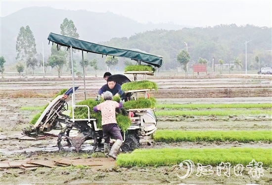 試驗基地在開展鹽堿地改造、耐鹽堿水稻試驗的同時，帶動周邊農(nóng)戶參與，讓村民實現(xiàn)“家門口”就業(yè)。