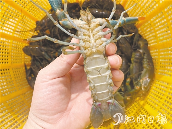 澳洲藍(lán)龍蝦品質(zhì)優(yōu)、價格高。