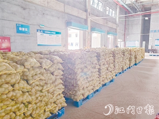 得益于廣東供銷（恩平）天業(yè)冷鏈物流產(chǎn)業(yè)園，已收獲的馬鈴薯得到較好的存放，還可以根據(jù)市場變化錯峰出售，爭取更好的價格。