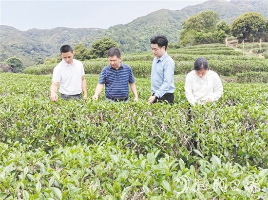 大沙鎮(zhèn)人大主動開展采茶工招聘宣傳工作，為群眾提供就近務(wù)工機會。