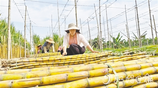 果蔗迎來豐收，聶紅梅在蔗田里收甘蔗。