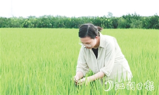 王蒙主要負(fù)責(zé)水稻、玉米的新品種選育、比較試驗(yàn)及示范推廣工作。