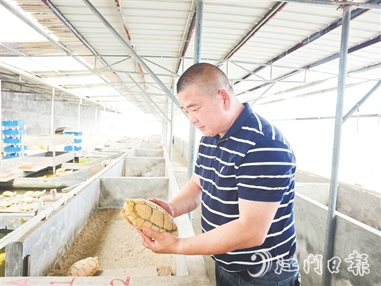 莫立覺仔細(xì)觀察種龜?shù)纳L情況。