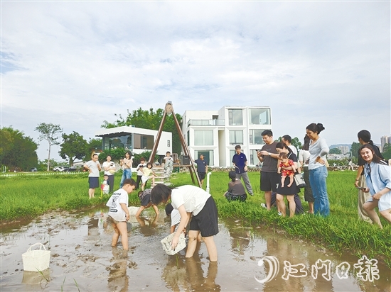 近段時間，不少外地游客專門到恩平市簕菜文化創(chuàng)意園參與農耕活動。
