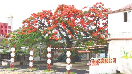 坑口村的鳳凰花盛開(kāi)，恰似天邊燃燒的云霞。