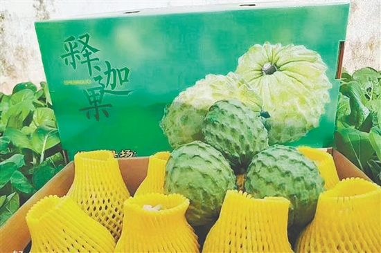 昆中村聚力發(fā)展釋迦果種植，走出“甜蜜致富路”。