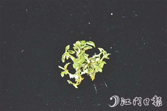 金線蘭全草均可入藥，曾被譽為“藥中之王”。