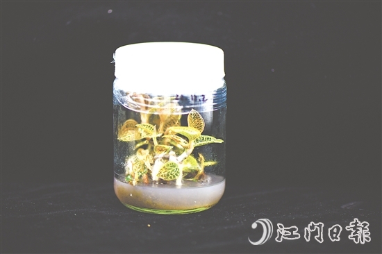 金線蘭全草均可入藥，曾被譽為“藥中之王”。