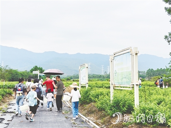 恩平市簕菜文化創(chuàng)意園打造集文旅、飲食、研學(xué)、農(nóng)耕等于一體的旅游綜合體。