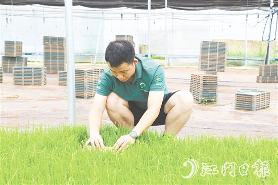 育秧大棚里，王曉庭俯身察看秧苗長勢。