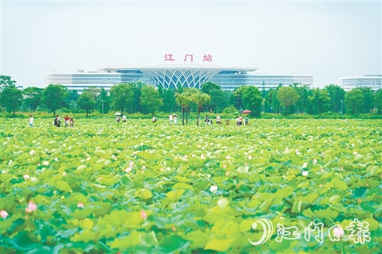 新會梅江農(nóng)業(yè)生態(tài)園中荷花已綻放，將于6-7月迎來盛花期。