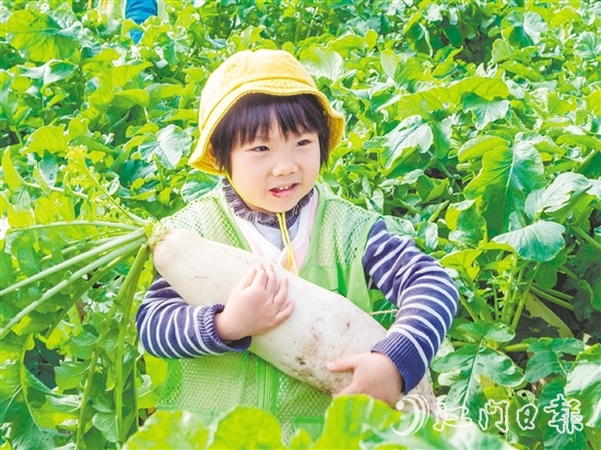 崖門甜水蘿卜肉質(zhì)細(xì)膩、清甜無渣。