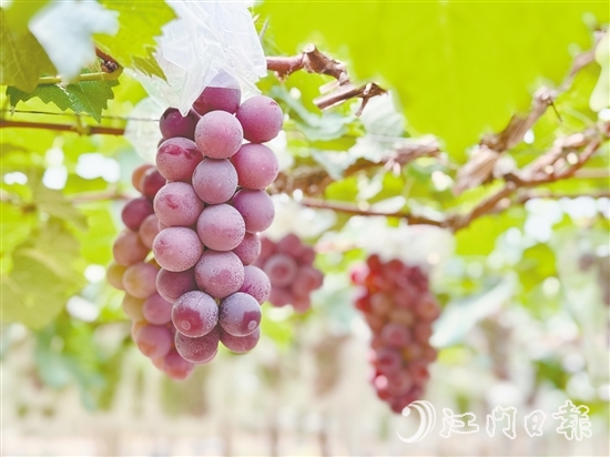 禮樂(lè)葡萄皮薄肉厚，甜度高。