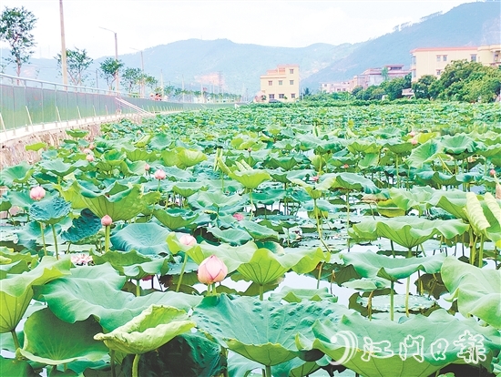 村內(nèi)新增的荷花池風(fēng)景優(yōu)美，成為村民休閑放松的好去處。