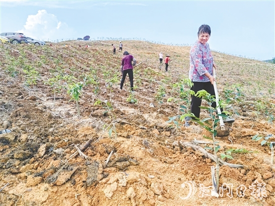 鶴城鎮(zhèn)坑尾村依托林地資源連片、坡度緩和等良好條件，主動(dòng)引入沉香種植和深加工產(chǎn)業(yè)。
