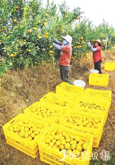 恩平壯大茶枝柑產(chǎn)業(yè)，帶動(dòng)農(nóng)戶增收致富。