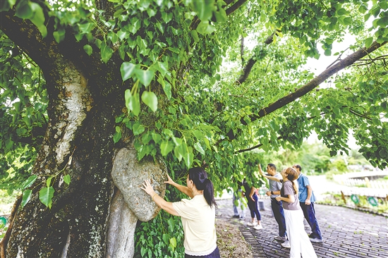 菩提古樹公園擁有一棵樹齡715年的菩提古樹。