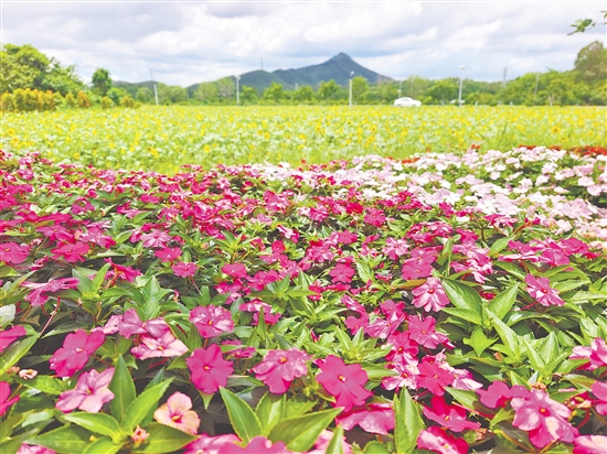 長春花、蘇丹鳳仙花等多種鮮花映襯著大片的向日葵花田，讓城西村成為一片花的海洋。