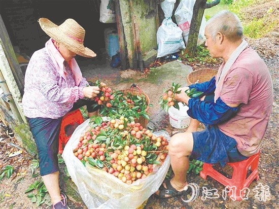 果園內(nèi)，果農(nóng)在整理剛摘下的荔枝。