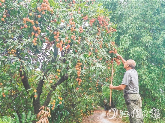 慈溪村荔枝批量上市，紅色的果實(shí)壓彎了枝頭。