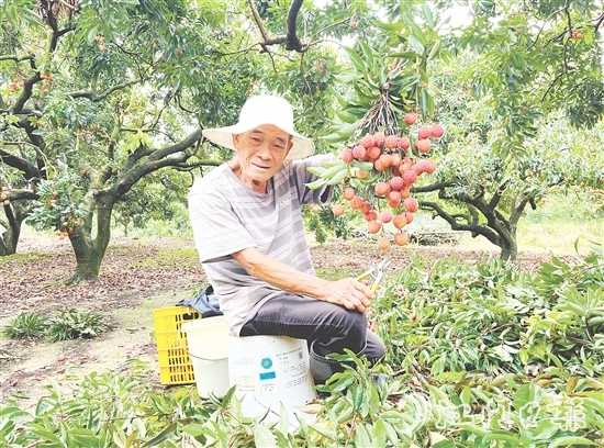今年宅梧荔枝總產量預計250萬公斤，目前已陸續(xù)上市。