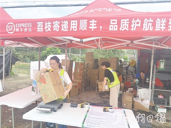 順豐、京東等快遞企業(yè)已進駐宅梧鎮(zhèn)荷村村，助力宅梧荔枝走上全國消費者的餐桌。