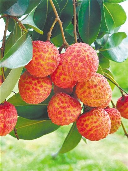 荔枝雖味美，但不要貪吃。