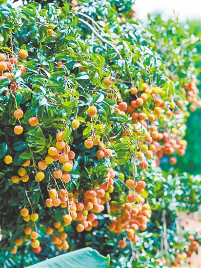 老荔枝樹掛滿了果實。