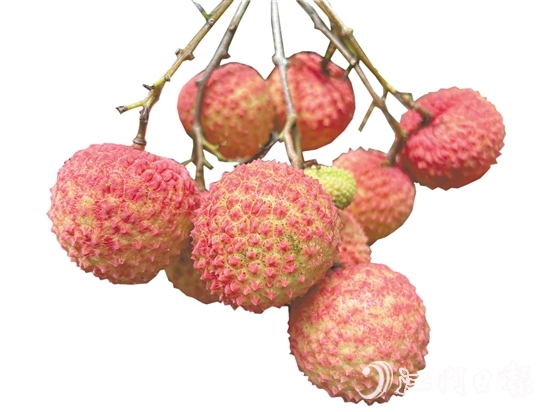 沙湖鎮(zhèn)種出的掛綠荔枝甜脆香糯。