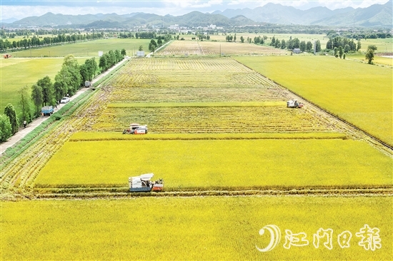 莘村村位于“廣東第一田”萬畝高產(chǎn)示范片核心區(qū)，科技賦能的強(qiáng)勁浪潮以磅礴之勢(shì)重塑這片土地的面貌與內(nèi)核，煥發(fā)全新生機(jī)與活力。