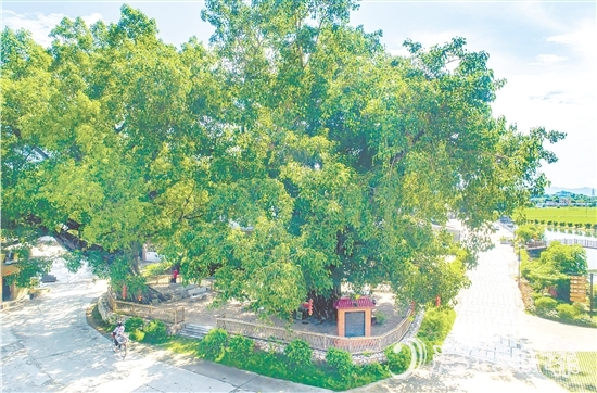 廣海鎮(zhèn)靖安村緊緊圍繞得天獨(dú)厚的“綠色瑰寶”，全力打造獨(dú)具“海絲”風(fēng)情的菩提古樹公園。