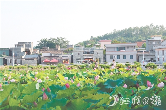 荷花嘉年華開幕以荷為紐帶，精心策劃多個(gè)特色環(huán)節(jié)，為游客帶來沉浸式體驗(yàn)。